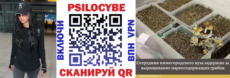 Псилоцибиновые грибы Cubensis omg зеркало Переславль-Залесский